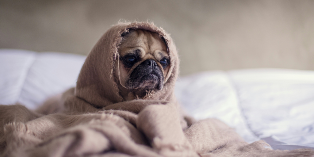 mops mit decke auf dem kopf. hat angst vor veränderung