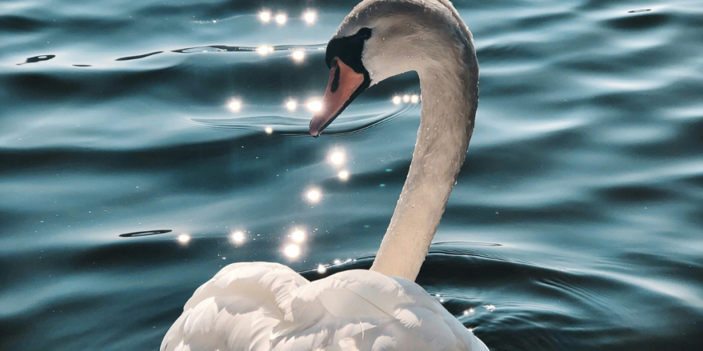 schwan